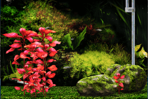 Aquazone Deluxe II with Guppies: Your Virtual Aquarium