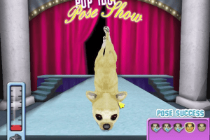Hollywood Pets
