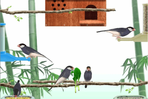 Pinna ピナ DESKTOP LIFE