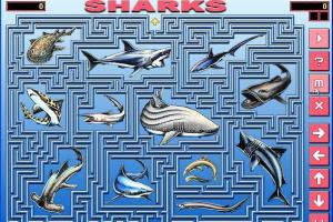 Sharks