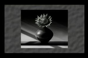 The Flowers of Robert Mapplethorpe