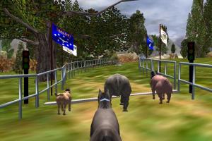 The Zoo Race