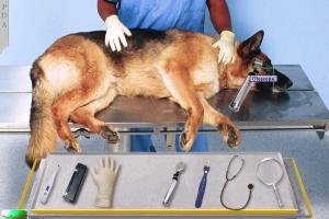 Vet Emergency