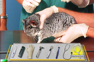 Vet Emergency 2