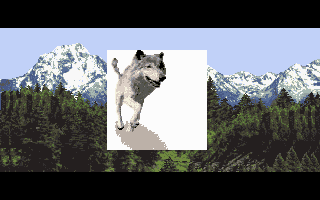 Wolf